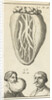 Anatomic image XIV by Jan Claesz ten Hoorn