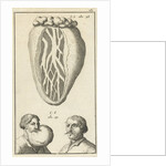 Anatomic image XIV by Jan Claesz ten Hoorn