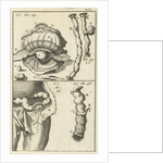 anatomic image XIX by Jan Claesz ten Hoorn