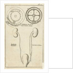 anatomic image XXI by Jan Claesz ten Hoorn