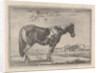 Single horse by G. Quineau