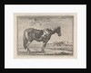 Single horse by G. Quineau