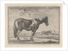 Single horse by G. Quineau