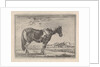 Single horse by G. Quineau