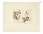 Three cow heads by Hendrik Stokvisch