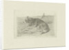 Lying dog from side by Frans Lebret