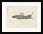 Grasshopper by Pieter Lyonet