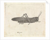 Grasshopper by Pieter Lyonet