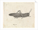Grasshopper by Pieter Lyonet