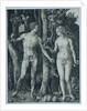 Adam and Eve by Albrecht Dürer