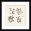 Four sheep heads by Barend Hendrik Thier