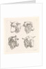 Four sheep heads by Barend Hendrik Thier