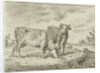 Two cows by Cornelis van Noorde