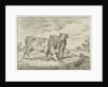 Two cows by Cornelis van Noorde
