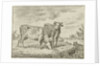 Two cows by Cornelis van Noorde