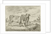 Two cows by Cornelis van Noorde