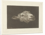 Sheep's head by Pieter Gerardus van Os