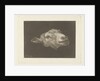 Sheep's head by Pieter Gerardus van Os