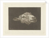 Sheep's head by Pieter Gerardus van Os