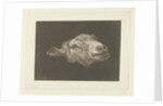 Sheep's head by Pieter Gerardus van Os
