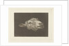 Sheep's head by Pieter Gerardus van Os
