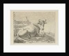 Lying cow at a fence by Anonymous