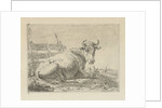 Lying cow at a fence by Anonymous