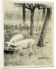 Two pigs in a trough by Willem Witsen