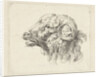 Rams head by Abraham Delfos