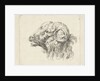 Rams head by Abraham Delfos
