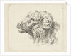Rams head by Abraham Delfos