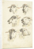 Study Sheet with six sheep heads by Franciscus Andreas Milatz