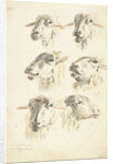 Study Sheet with six sheep heads by Franciscus Andreas Milatz