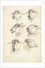 Study Sheet with six sheep heads by Franciscus Andreas Milatz