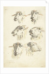 Study Sheet with six sheep heads by Franciscus Andreas Milatz