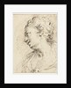 Head of a woman by Pietro Antonio III Novelli