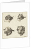 Four heads of goats and sheep by Barend Hendrik Thier