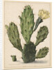 Pear Cactus in Bloom by Herman Saftleven
