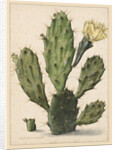 Pear Cactus in Bloom by Herman Saftleven