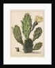Pear Cactus in Bloom by Herman Saftleven