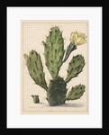 Pear Cactus in Bloom by Herman Saftleven