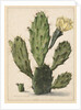 Pear Cactus in Bloom by Herman Saftleven