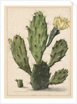 Pear Cactus in Bloom by Herman Saftleven