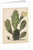 Pear Cactus in Bloom by Herman Saftleven