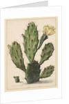 Pear Cactus in Bloom by Herman Saftleven