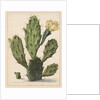 Pear Cactus in Bloom by Herman Saftleven