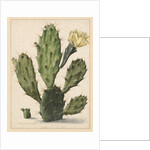 Pear Cactus in Bloom by Herman Saftleven