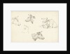 Four studies of the head of a cow by Jean Bernard