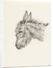 Head of a donkey by Jean Bernard