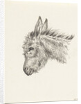 Head of a donkey by Jean Bernard